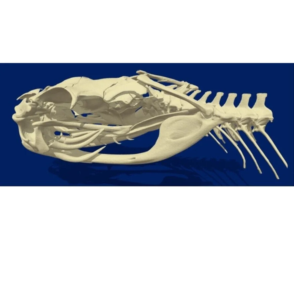 Western Diamondback Rattlesnake Snake Skull Puzzle 34pc FANGS SPECIMEN SK22